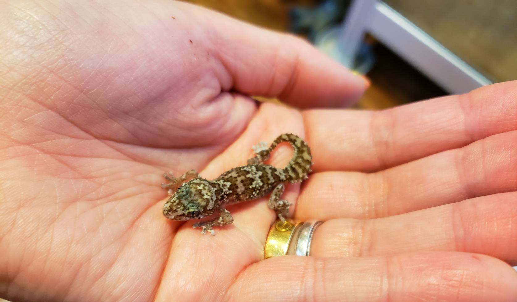 ヤモリ : 爬虫類専門店DIZZY POINT