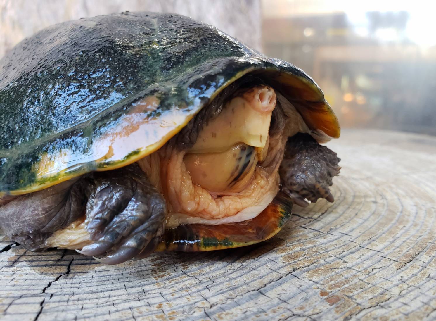 World Turtle Day 爬虫類専門店dizzy Point World Turtle Day 爬虫類専門店dizzy Point