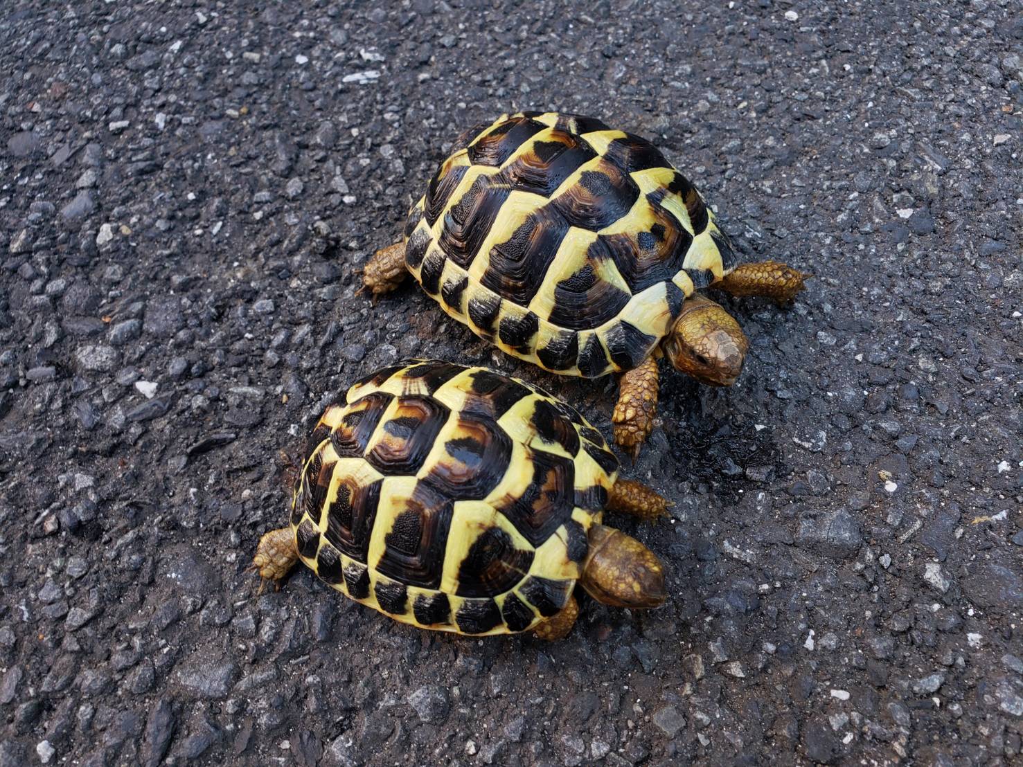 World Turtle Day 爬虫類専門店dizzy Point World Turtle Day 爬虫類専門店dizzy Point