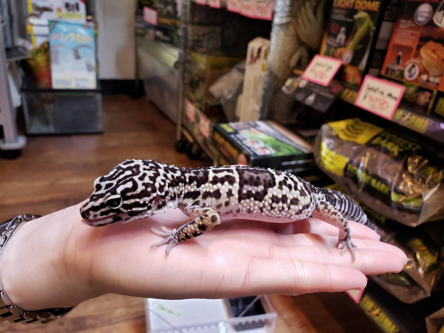 今日は店舗紹介 : 爬虫類専門店DIZZY POINT