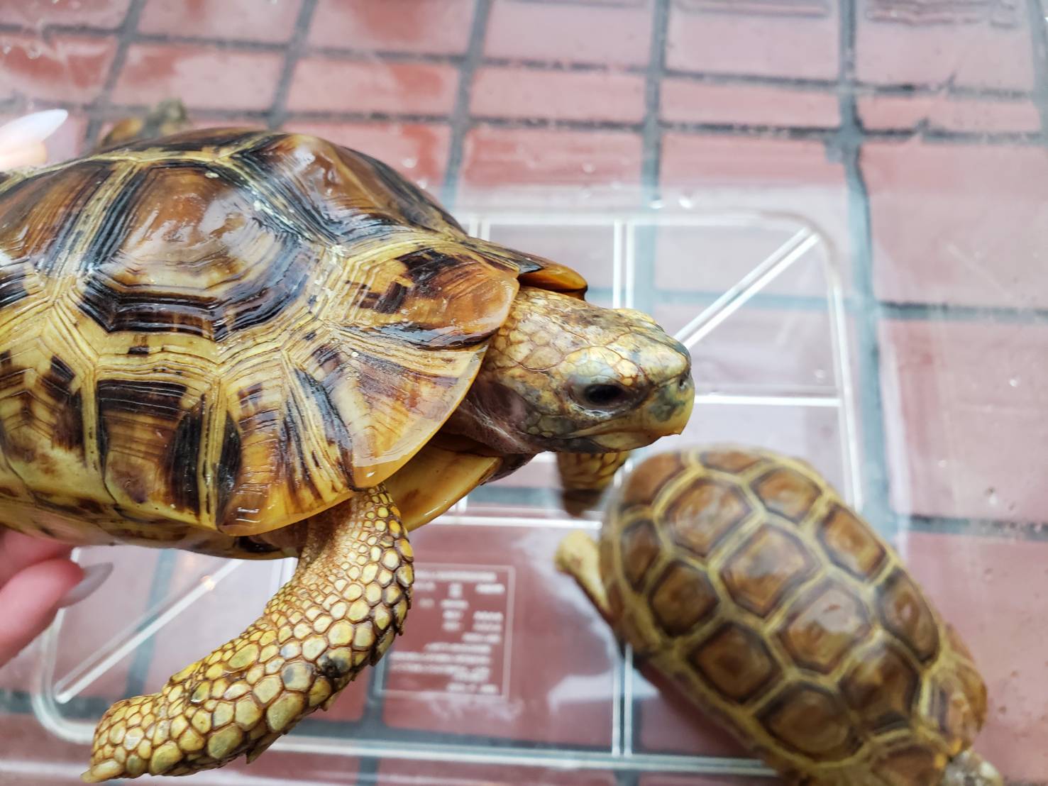 World Turtle Day 爬虫類専門店dizzy Point World Turtle Day 爬虫類専門店dizzy Point