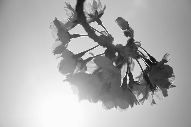 ill�������Ȥ�