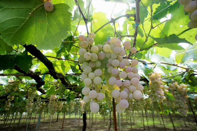 20170826_12-00-27_DSC02111