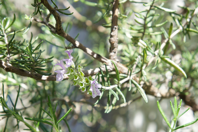 �ϡ��֥ե�ʲ��ۤȤ�