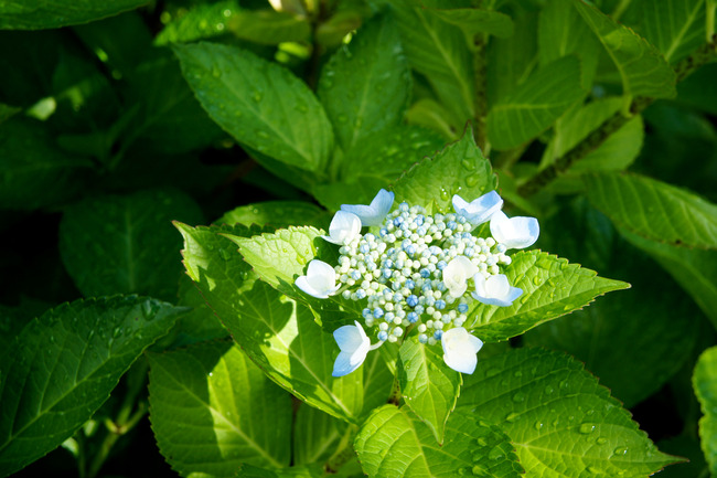 20170723_15-33-19_DSC07988