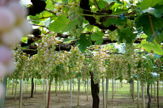 20170826_11-59-48_DSC02102