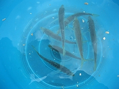 豆アジ
