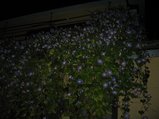 よるのヘブンリーブルー