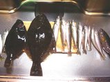 釣果