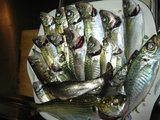 09-06-15の釣果
