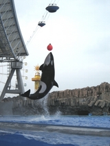 シャチジャンプ