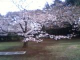 AA