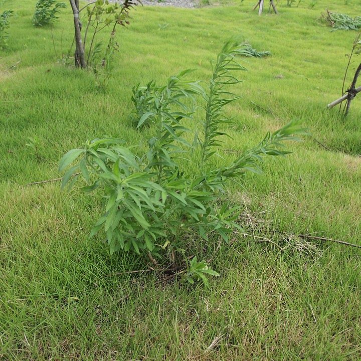 オオアレチノギク Da 観察 育みの会