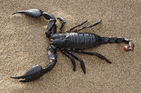 scorpion-651142_1920