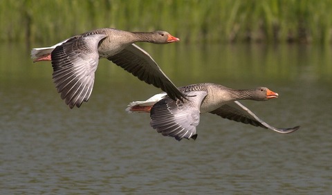canada-geese-348290_1920