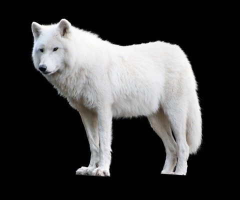 mammal-3113954_1920