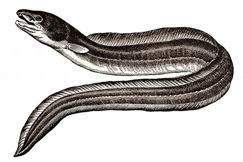 eel-976096_1280