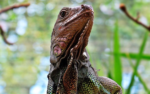 iguana-1654210_1920