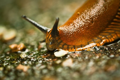 snail-1422180_1920