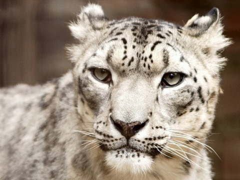 snow-leopard-620560_1280