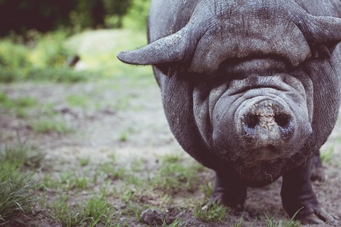 pig-1246584_1920