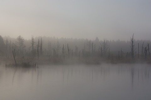 fog-1886939_640