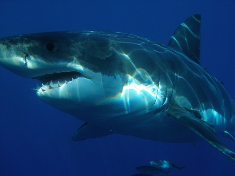 great-white-shark-398276_1920