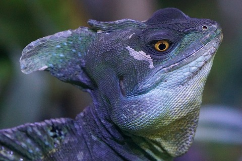 frontal-lobe-basilisk-1273592_1920