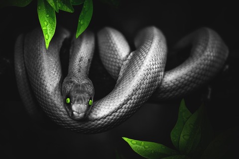 snake-3295605_1920