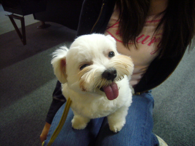 ちゃっちゃﾏﾝﾎﾞ ほのぼの素朴犬 そぼくいぬ