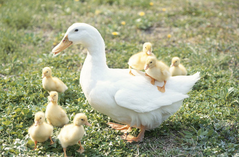 cl000000009127_1502798433937