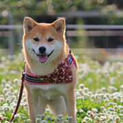 dog_img_shiba