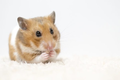 pixta_20427494_L-600x400