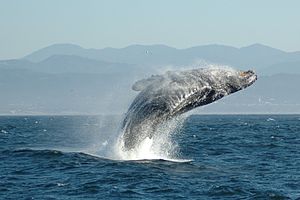 300px-Jumping_Humpback_whale