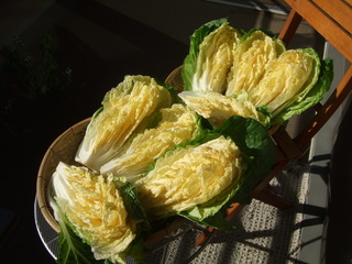 白菜を干しています