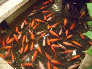 錦鯉