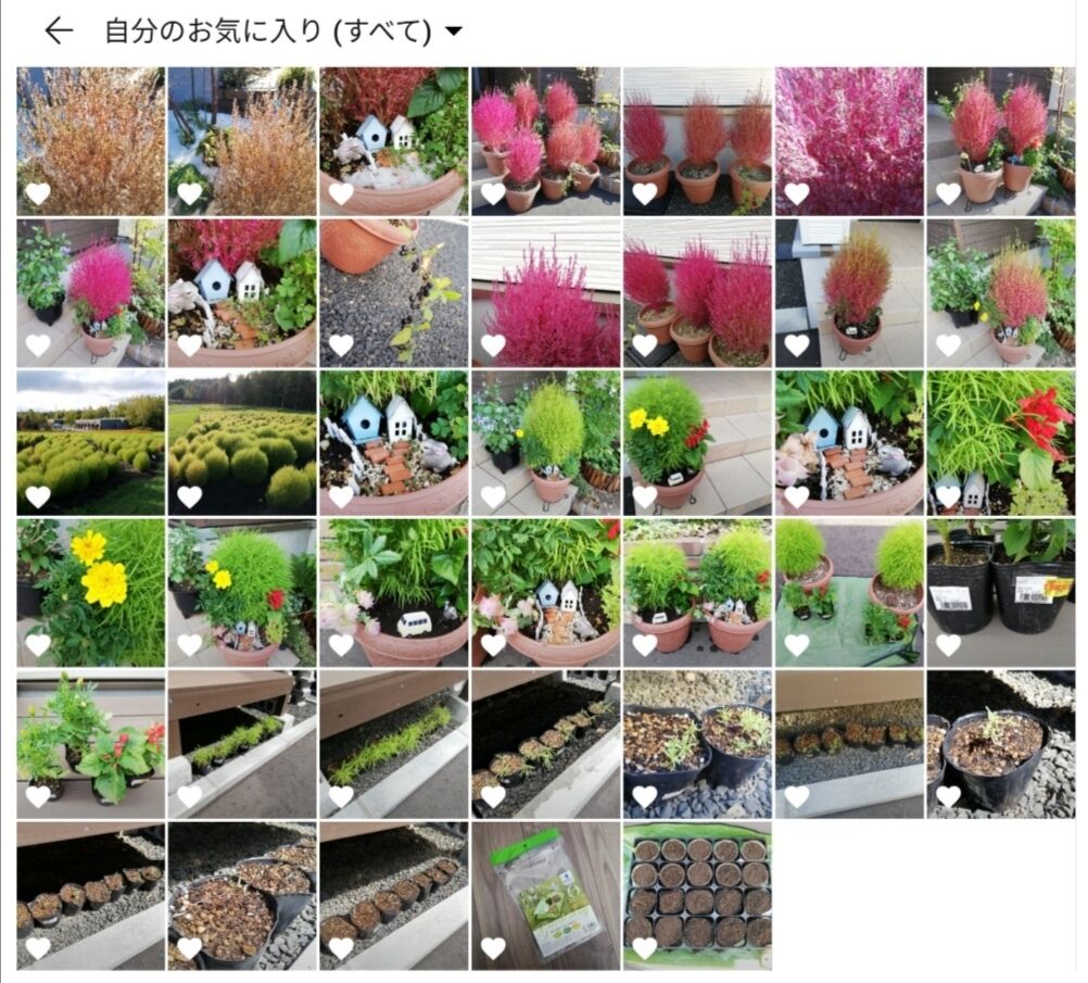 コキア生育記録 19前半 種まき 寄せ植え 新緑 まで 素敵さがし