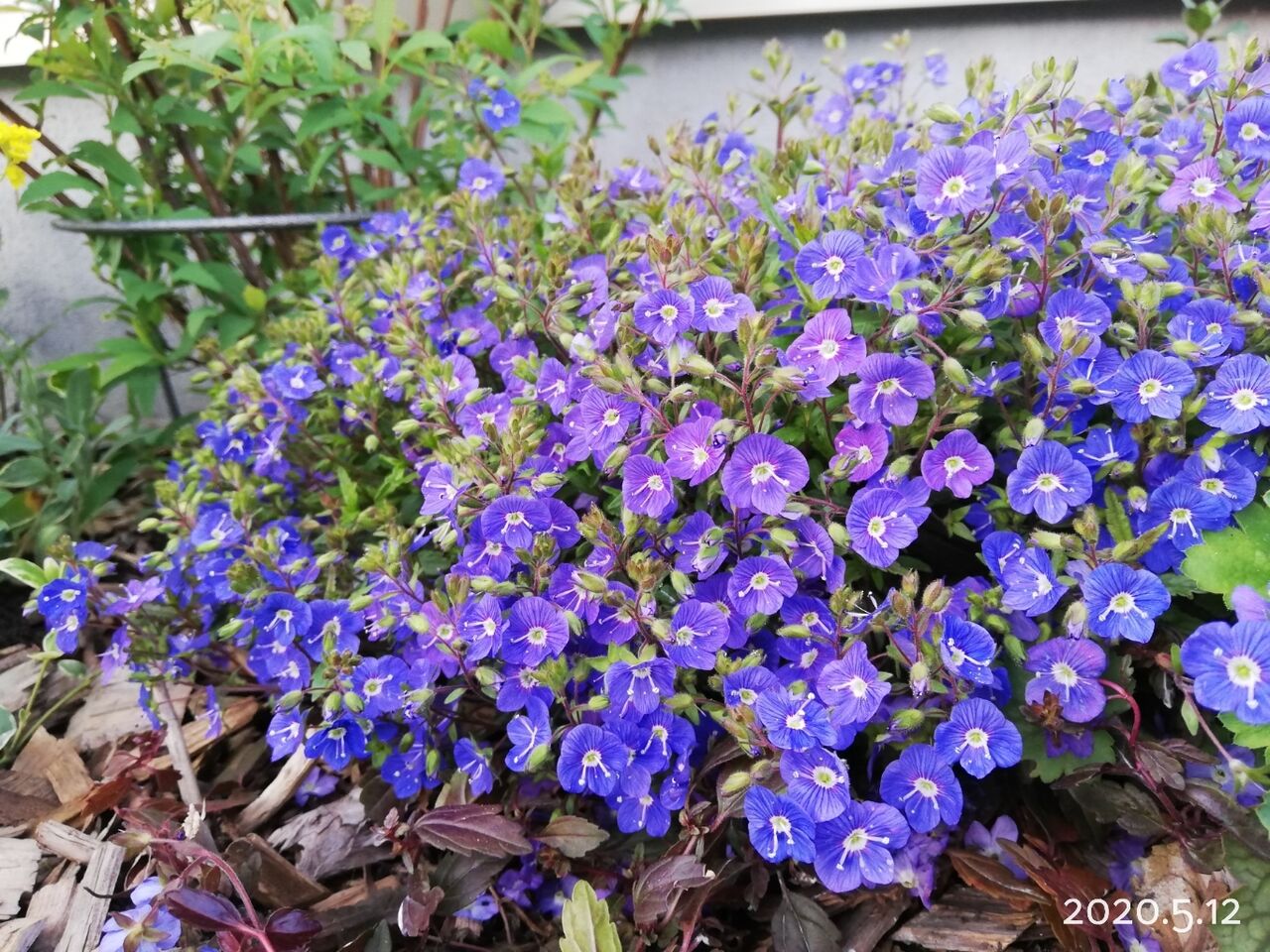 ベロニカ生育記録 宇宙的な花 ぐんぐん拡がるグランドカバー 素敵さがし ベロニカ生育記録 宇宙的な花 ぐんぐん拡がるグランドカバー 素敵さがし