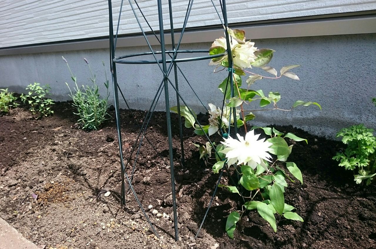 クレマチス 雪おこし 生育記録 微妙だった2番花 再誘引で来年に備えるぞ 素敵さがし