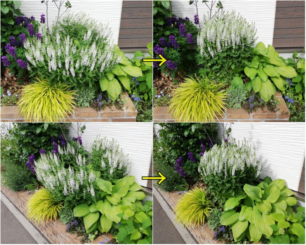 サルビア生育記録 困惑するほどのボリューム 調節する方法はあるのかしら 素敵さがし