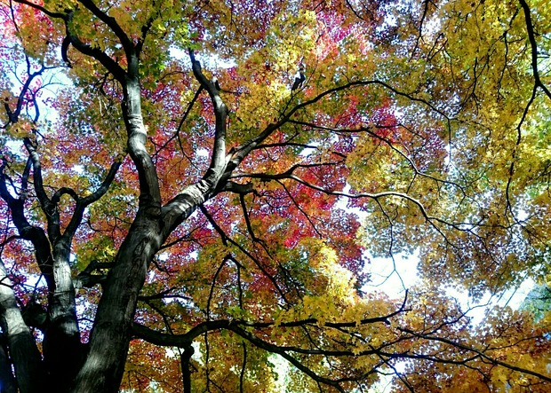 PhotoGrid_1540780468552