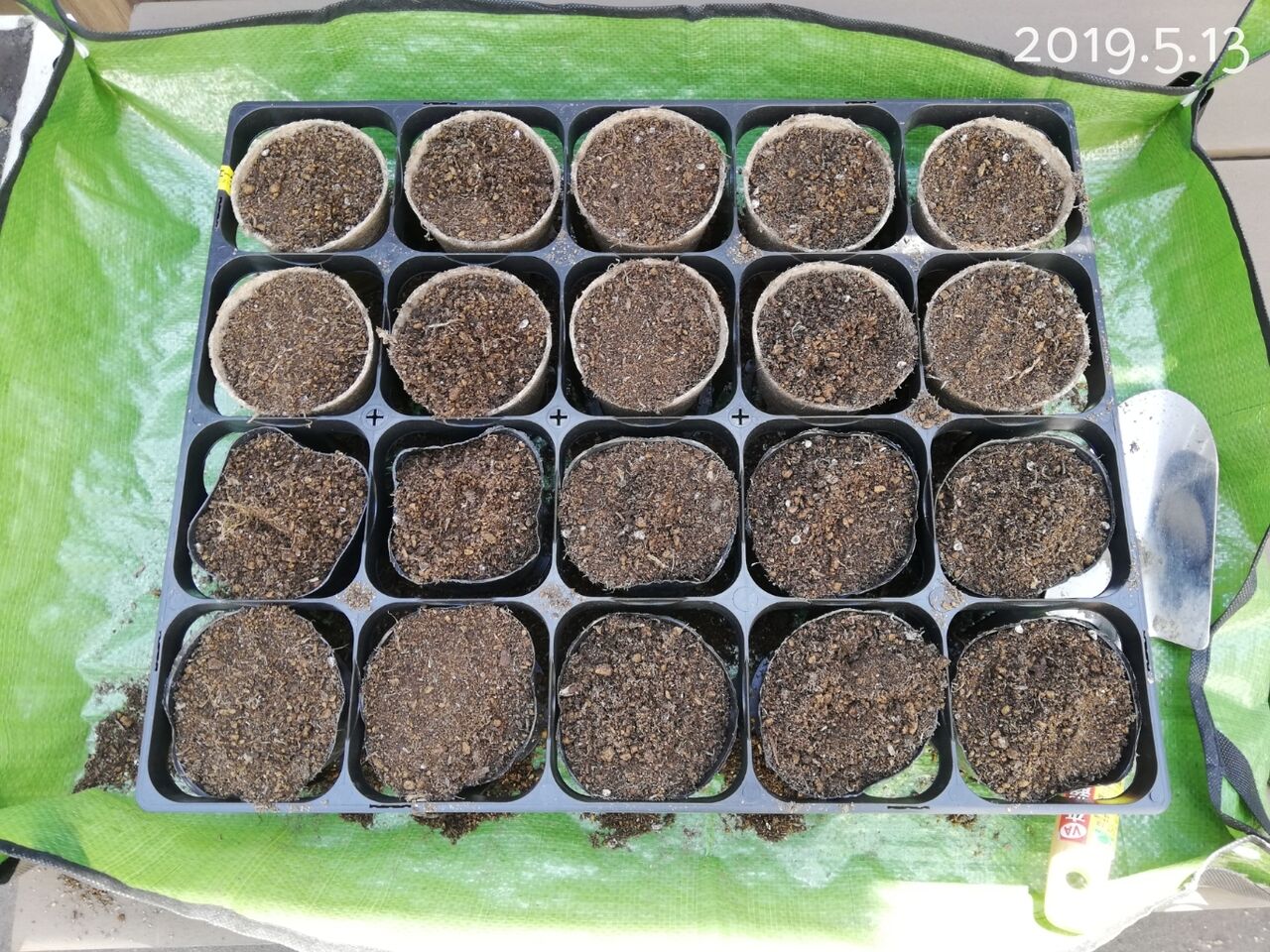 コキア生育記録 19前半 種まき 寄せ植え 新緑 まで 素敵さがし コキア生育記録 19前半 種まき 寄せ植え 新緑 まで 素敵さがし