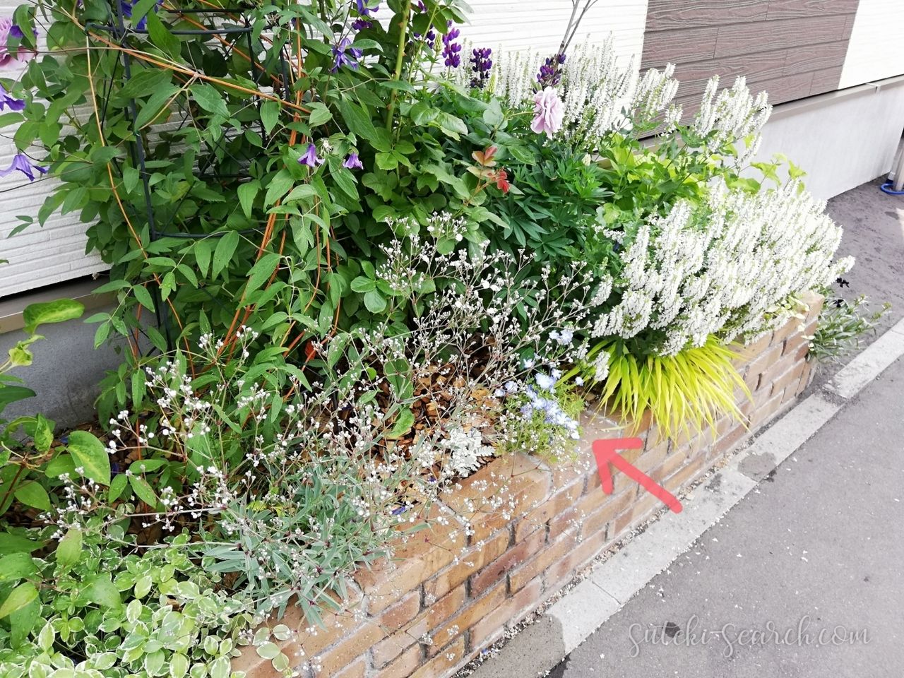小さな庭づくり 初めてのネモフィラ 植え付けから種採取まで 素敵さがし 小さな庭づくり 初めてのネモフィラ 植え付けから種採取まで 素敵さがし