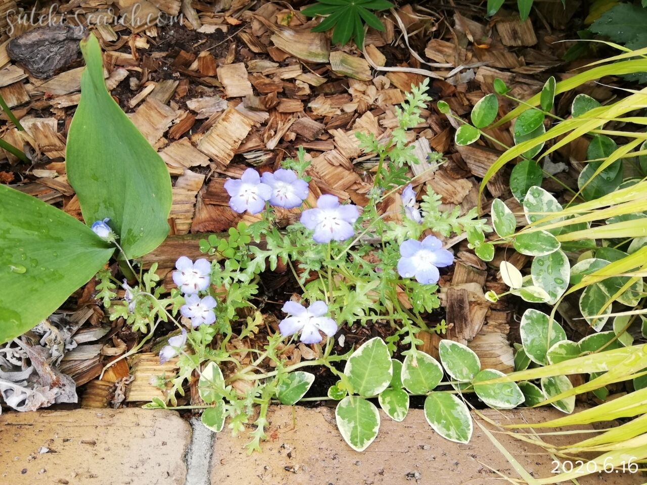 ネモフィラ生育記録 こぼれ種で咲いてくれた 爽やかブルーの贈り物 素敵さがし