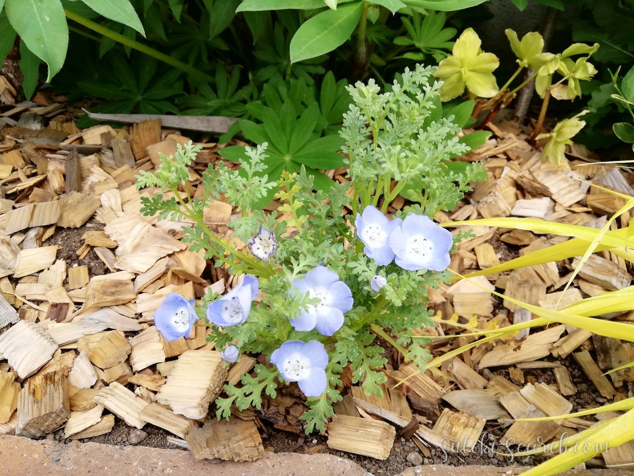 小さな庭づくり 初めてのネモフィラ 植え付けから種採取まで 素敵さがし