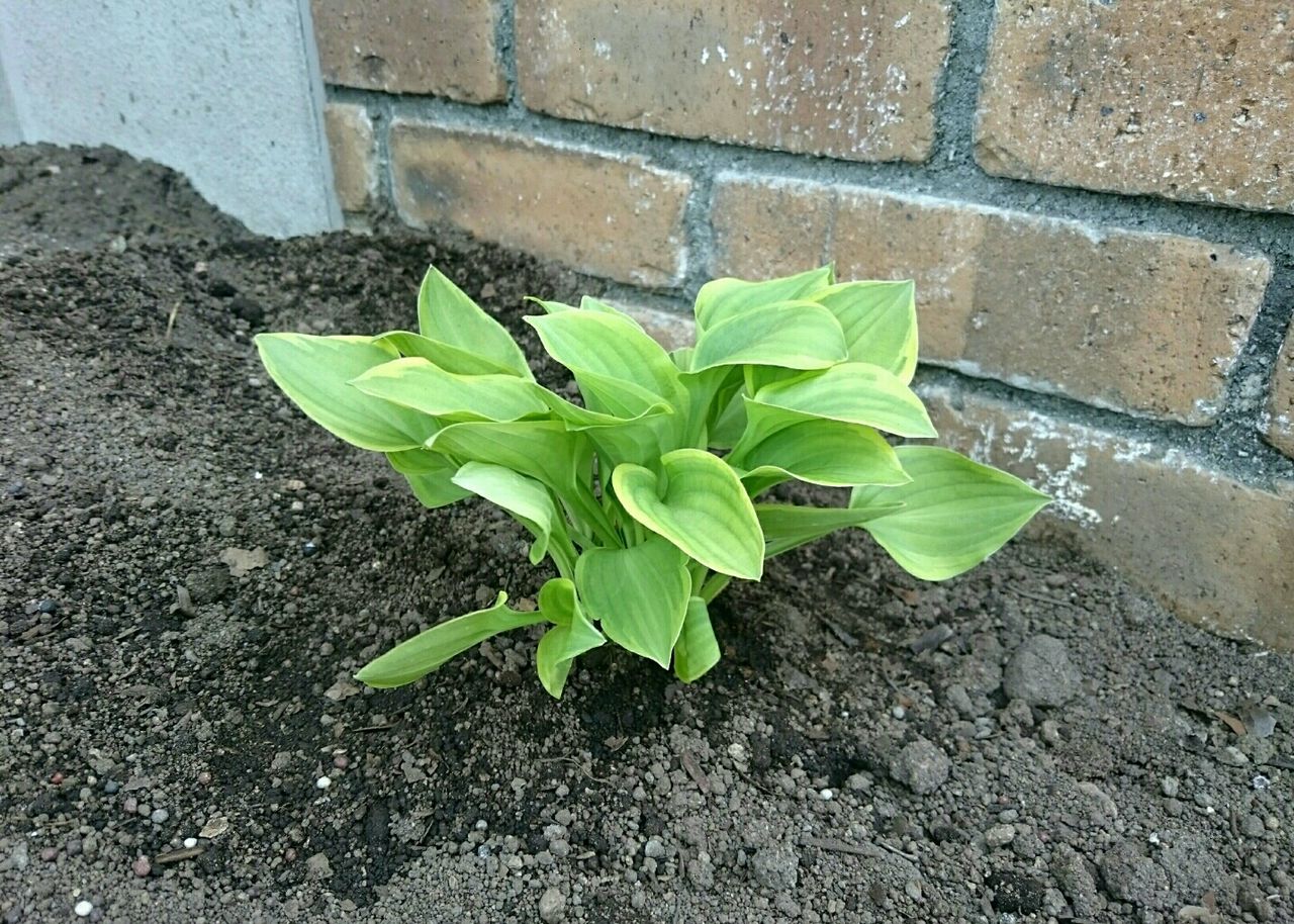 ギボウシ生育記録 ドキドキわくわくの開花 素敵さがし