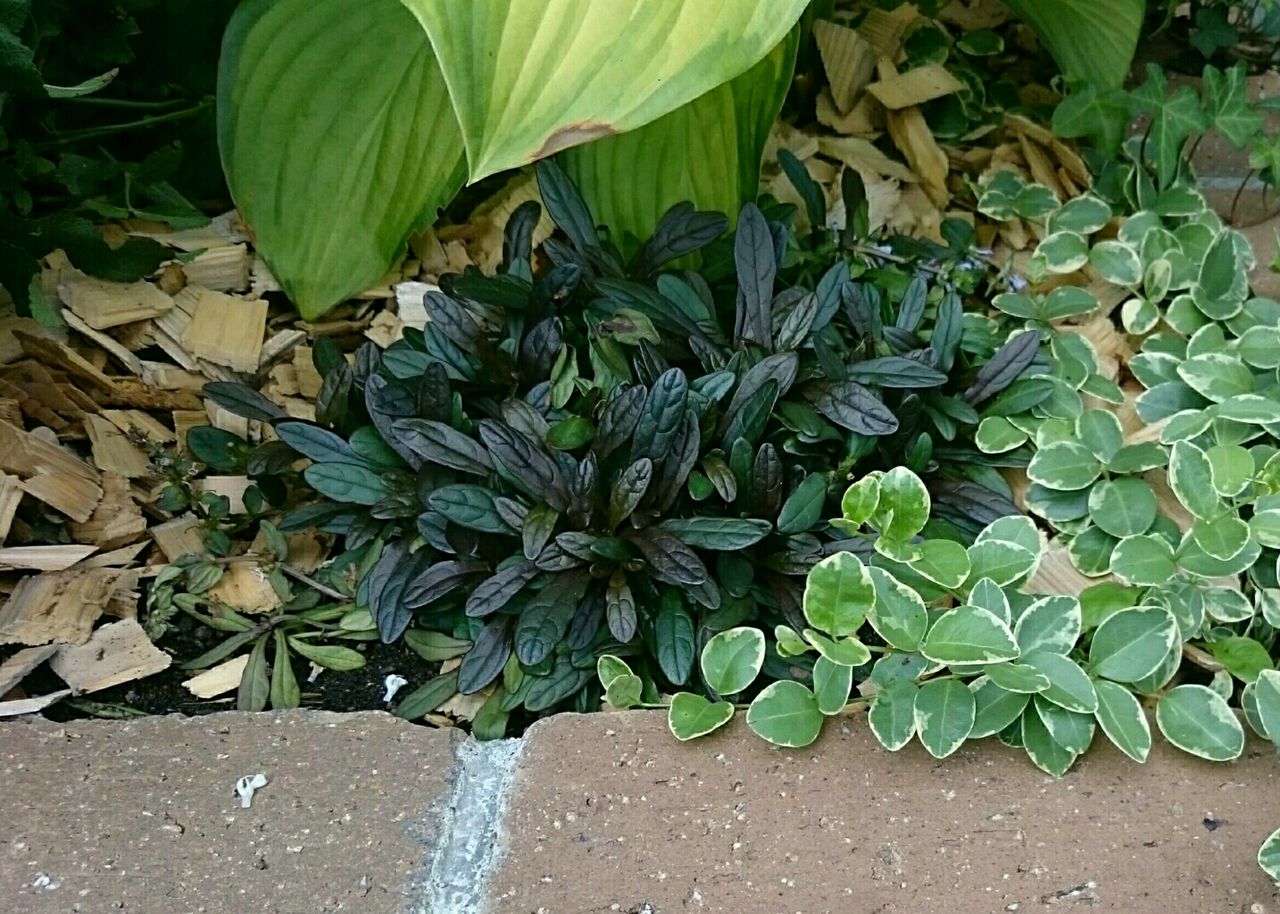 アジュガ ツルニチニチソウ生育記録 グランドカバーは花壇に欠かせません 素敵さがし