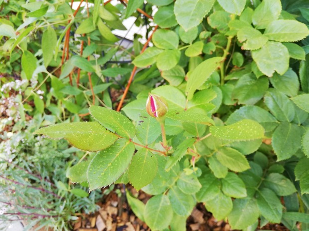 IMG_20190717_095217