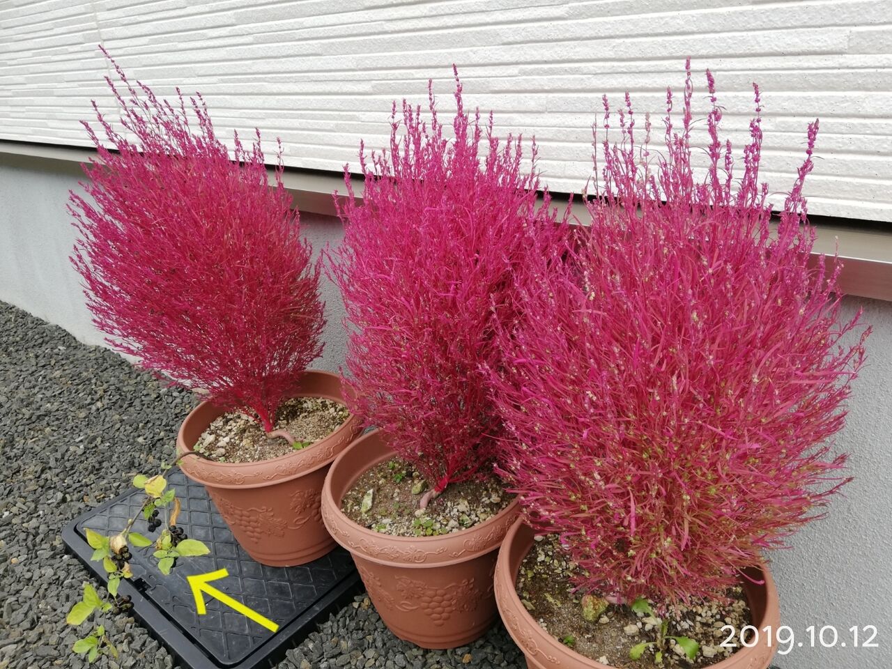 コキア生育記録 19後半 寄せ植え 紅葉 枯れるまで 素敵さがし コキア生育記録 19後半 寄せ植え 紅葉 枯れるまで 素敵さがし