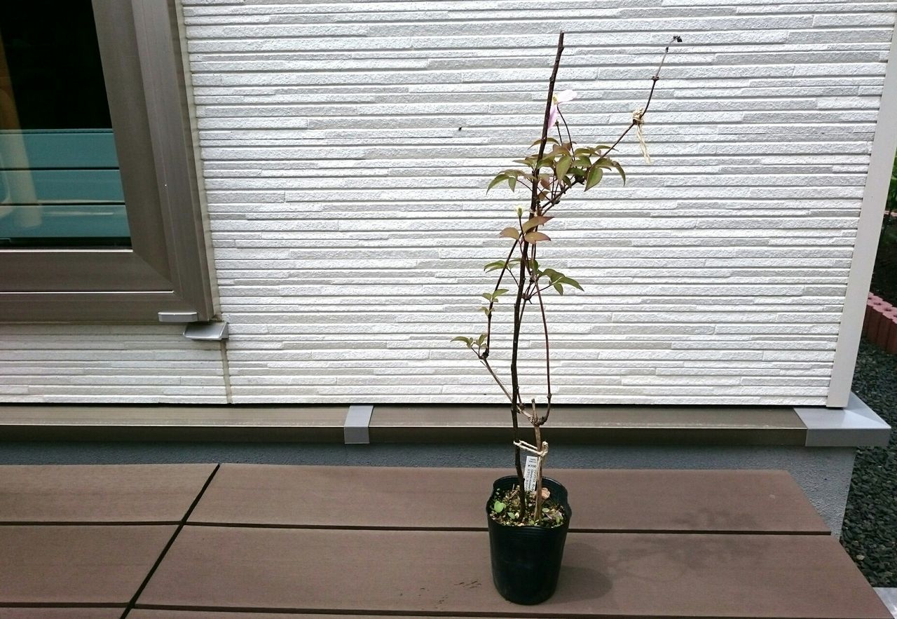 クレマチス ルーベンス 生育記録 我が家の誘引事情 つるは順調 来春の開花に期待 素敵さがし クレマチス ルーベンス 生育記録 我が家の誘引事情 つるは順調 来春の開花に期待 素敵さがし